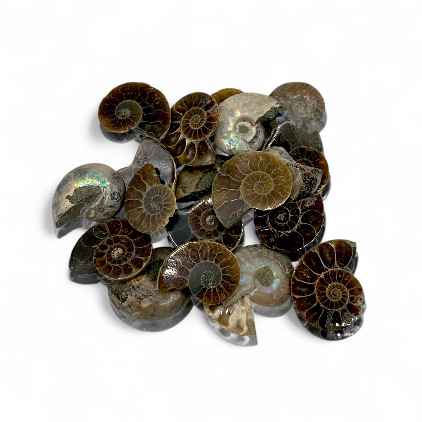 Ammonite Slice $6