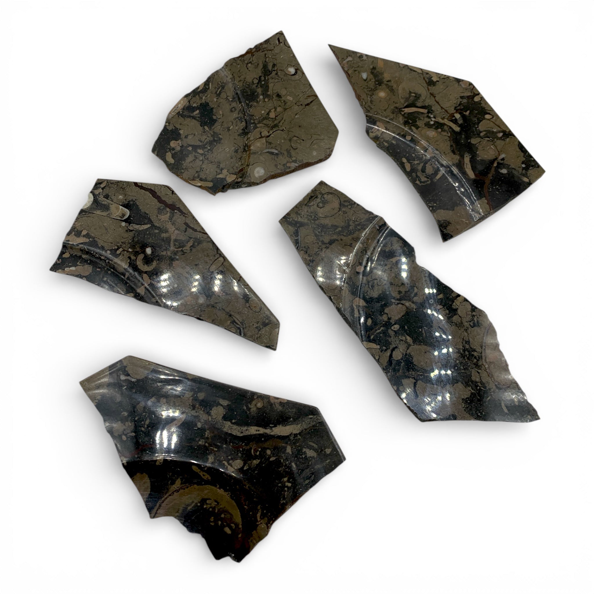 Fossil Stone - Slices