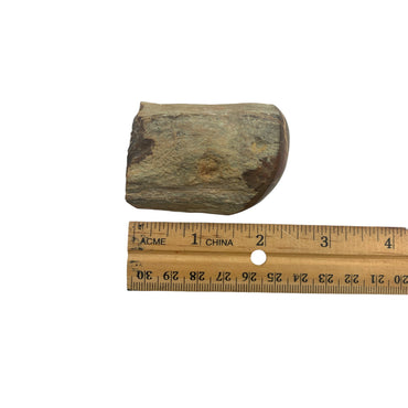 Petrified Wood Top Polished $50