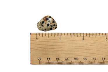 Jasper - Dalmatian Tumble $2