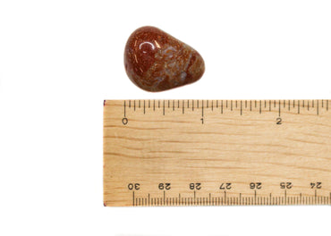 Jasper - Fancy Tumble $6