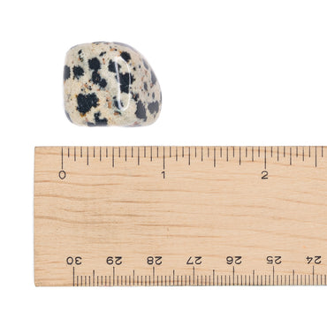 Jasper - Dalmatian Tumble $6