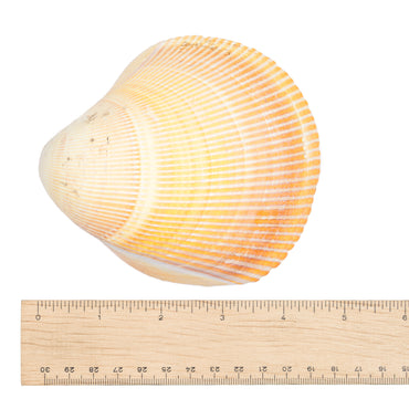 Shell - Jauna $30