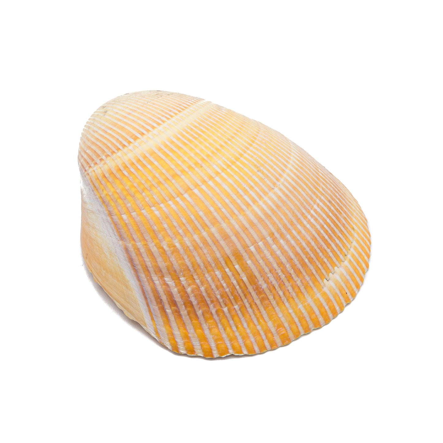 Shell - Jauna $30