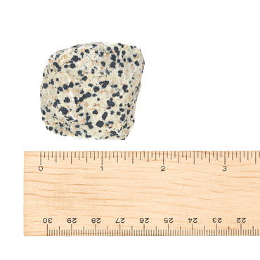 Jasper - Dalmatian Raw $30