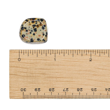 Jasper - Dalmatian Tumble $4