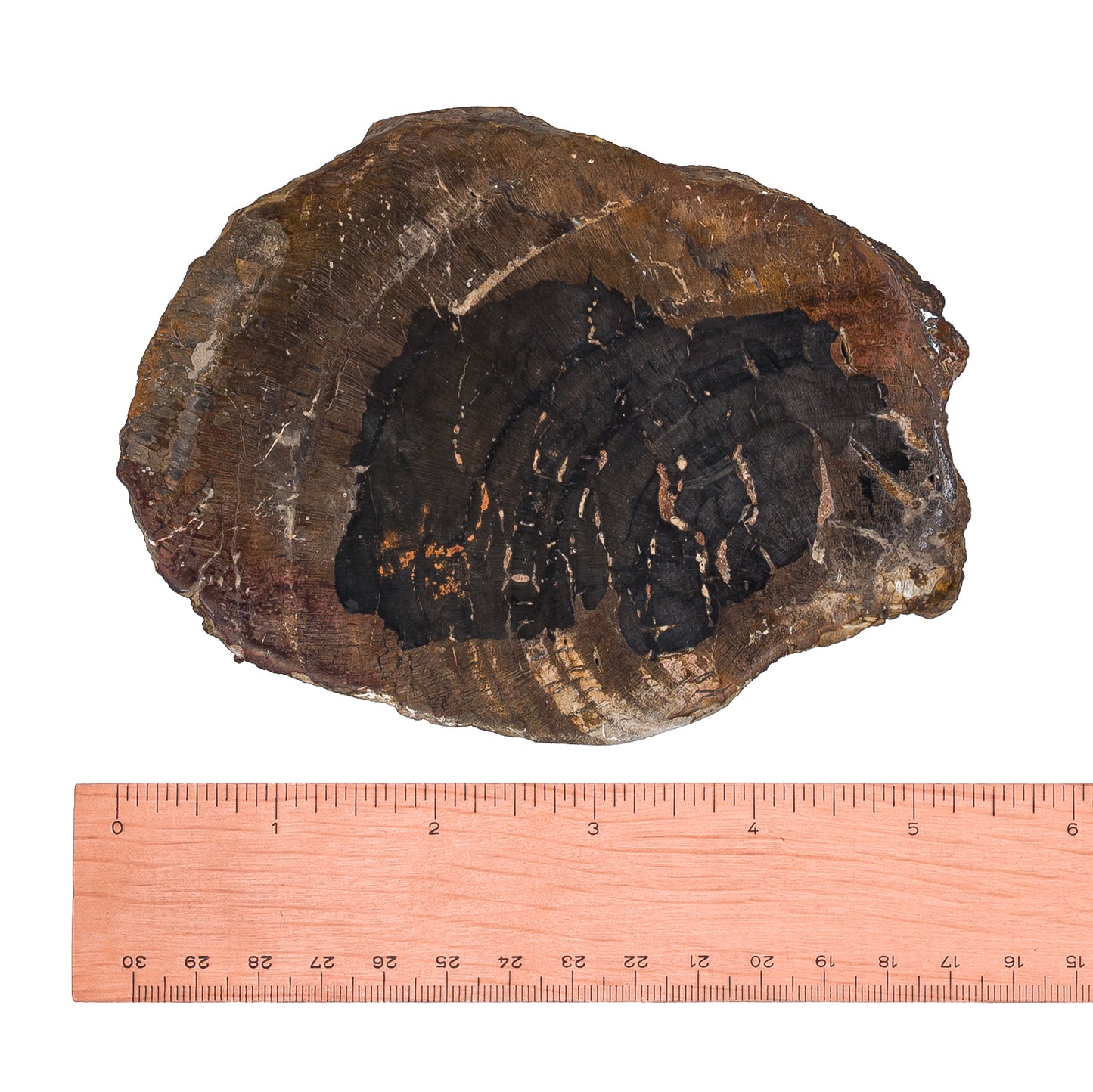 Petrified Wood Stump $100