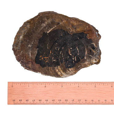 Petrified Wood Stump $100