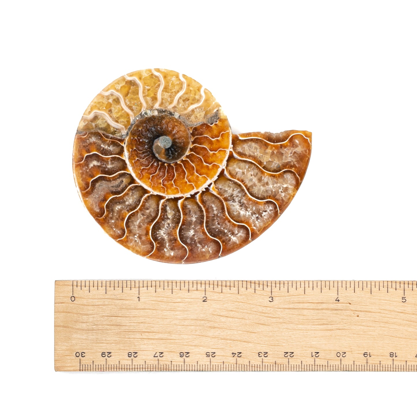 Ammonite $30