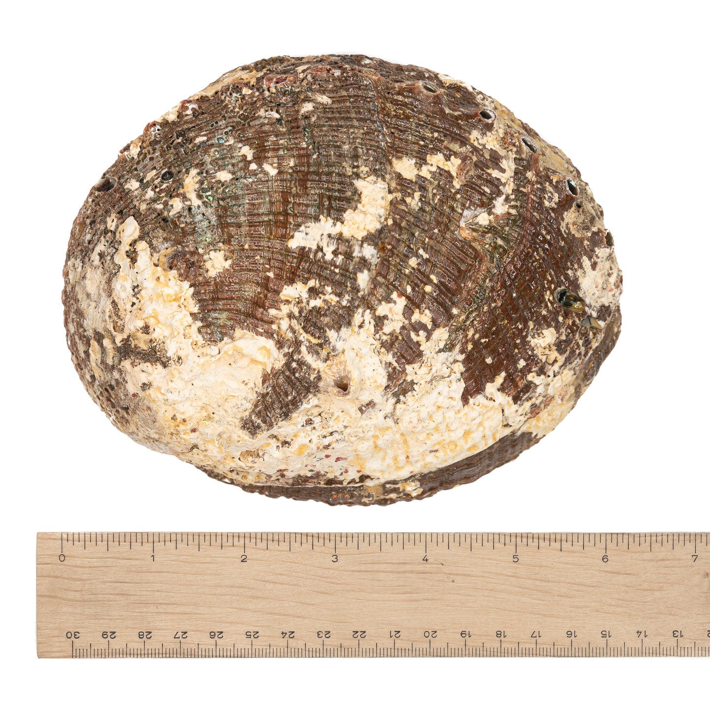 Shell - Green Abalone $40