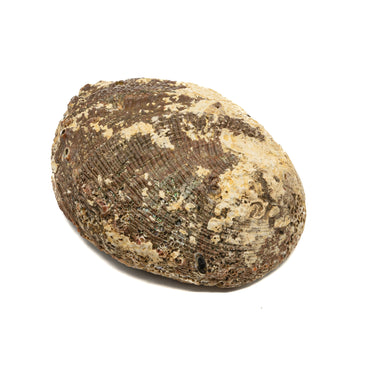 Shell - Green Abalone $40