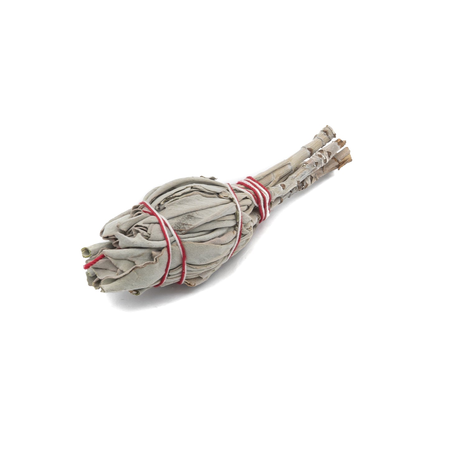 White Sage Cuties Mini 2-3" Bulb