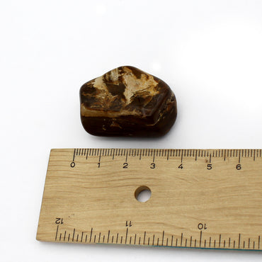 Petrified Wood Polished Tumble $5