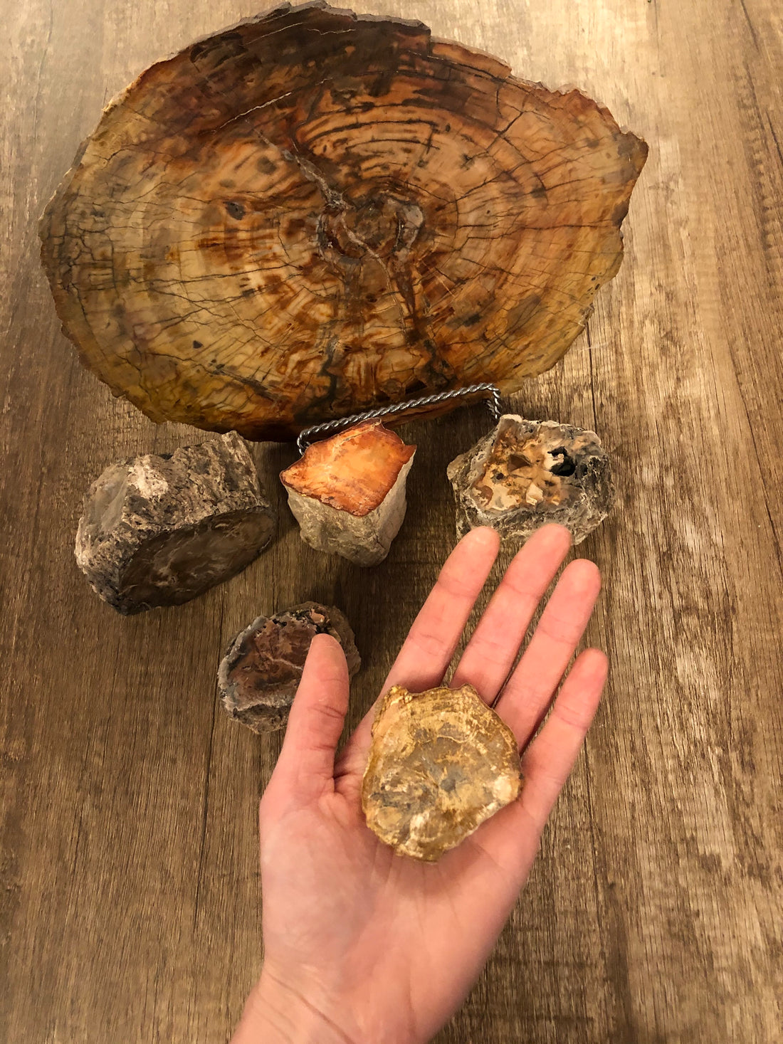 10 Reasons Why We Love Petrified Wood