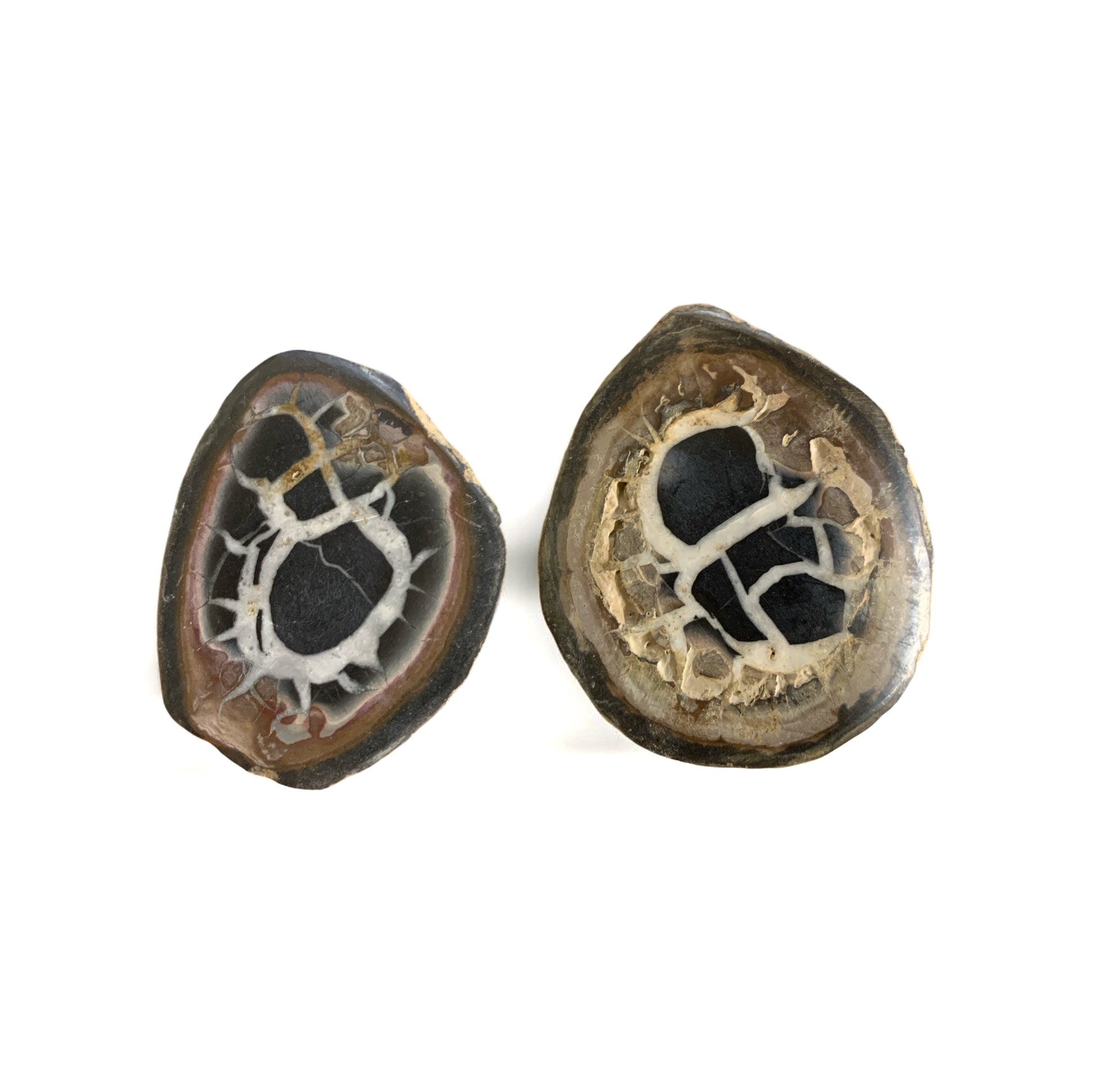 Septarian Nodule JW $20