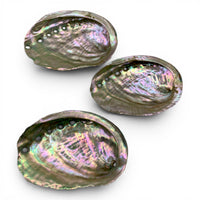 Shell - Abalone $20 - Happy Soul Online