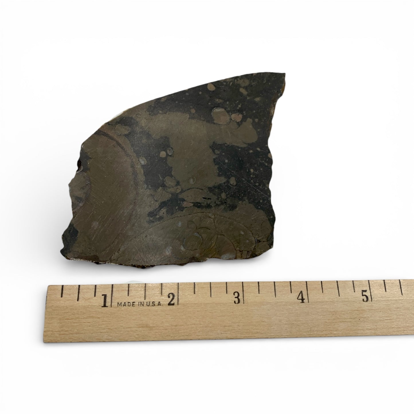 Fossil Stone - Slices