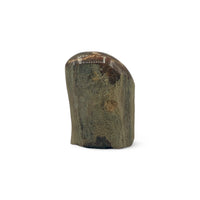 Petrified Wood Top Polished $50