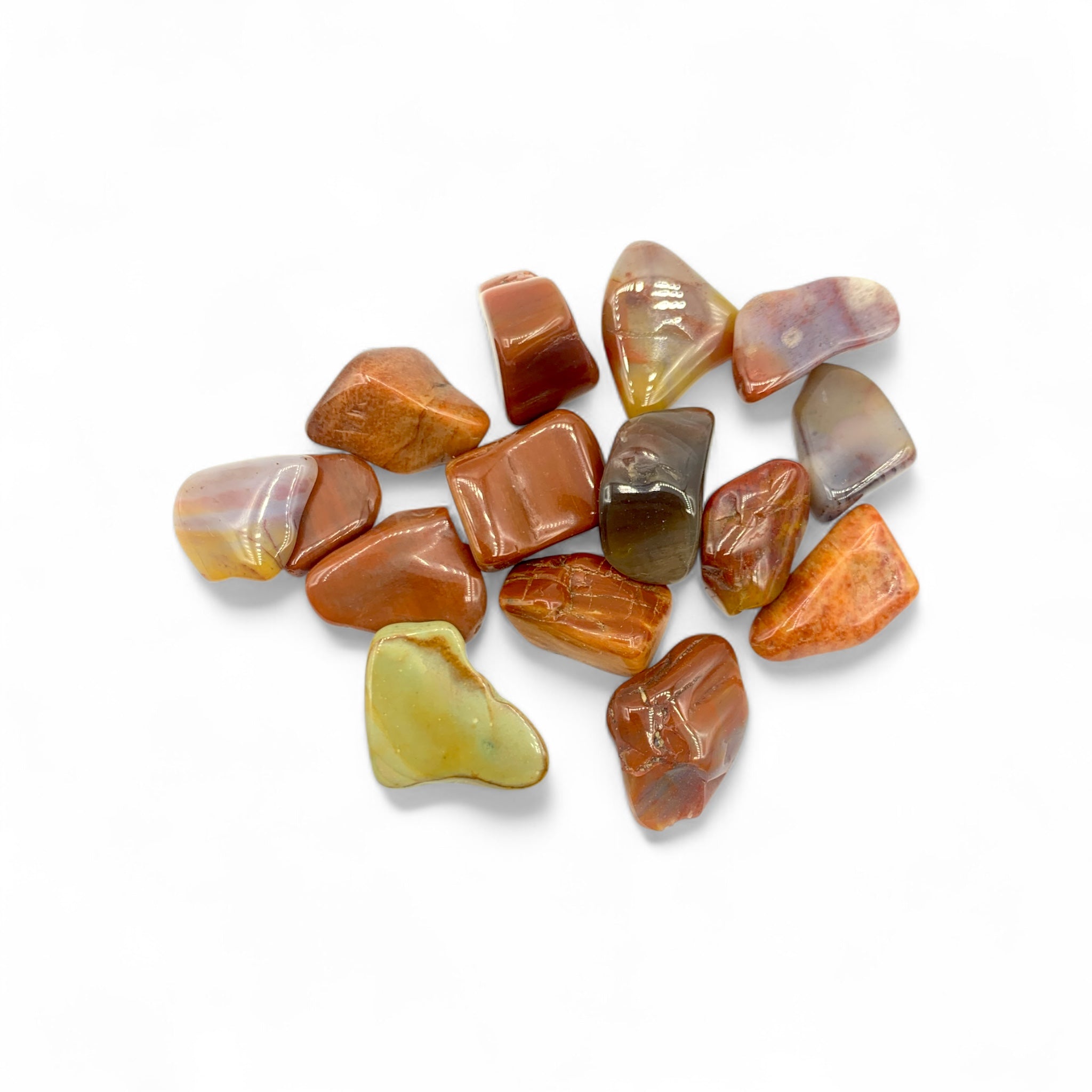 Petrified Wood Tumble Chips $2