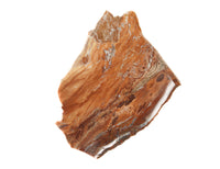 Petrified Wood Slice $20