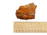 Petrified Wood Slice $20