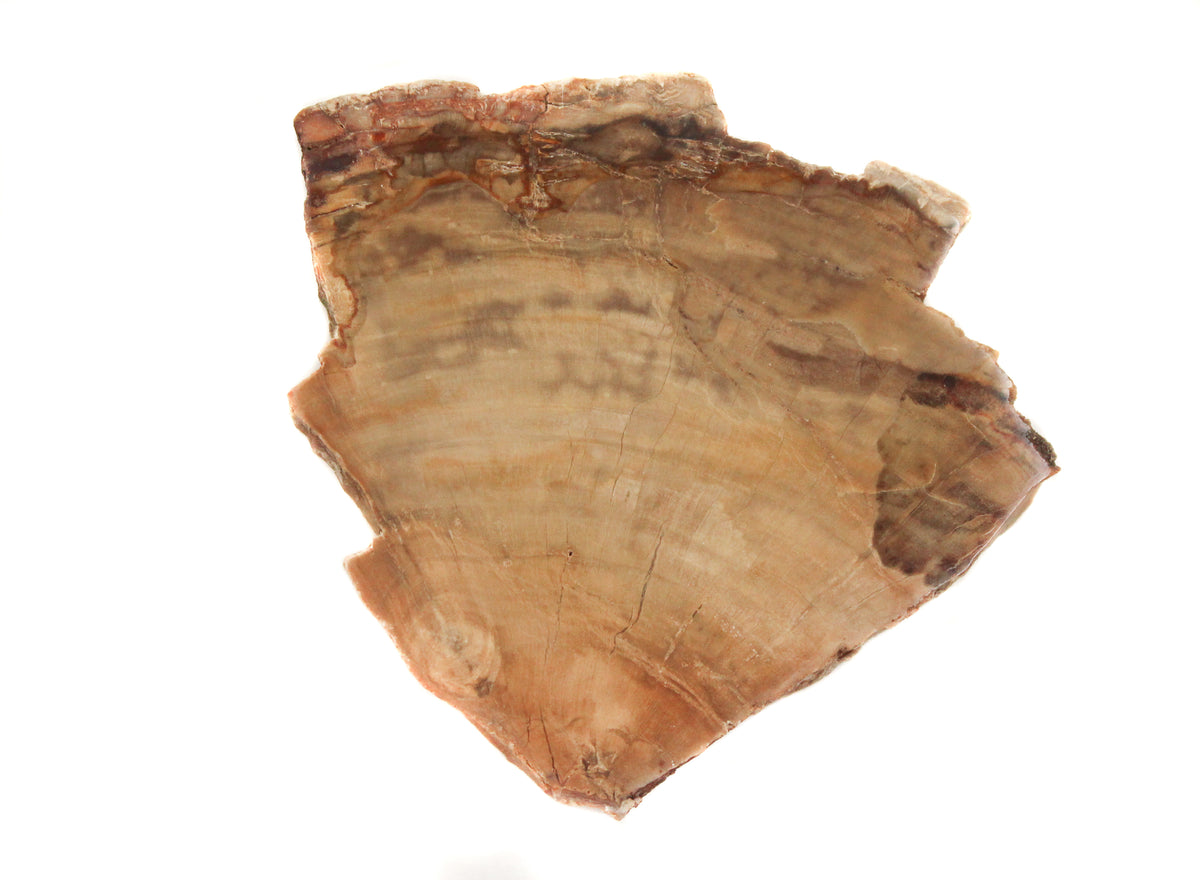 Petrified Wood Slice $20