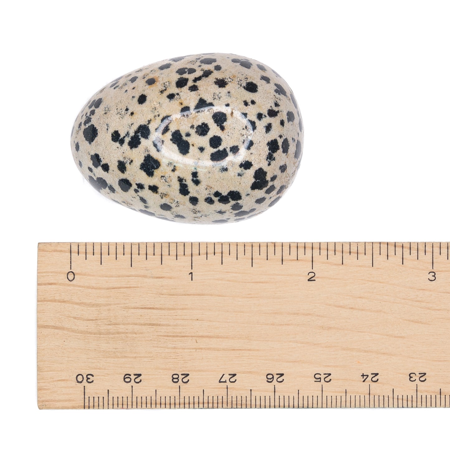 Jasper - Dalmatian Egg $60