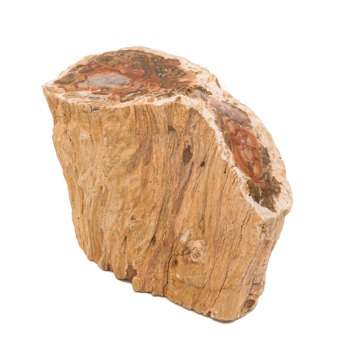 Petrified Wood Stump B $180