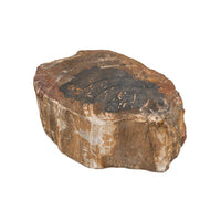Petrified Wood Stump $100
