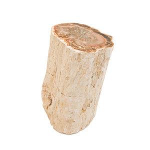 Petrified Wood Stump $280