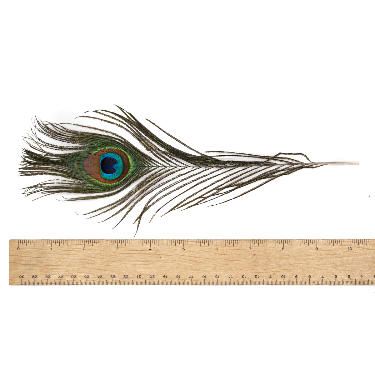 Feather - Peacock $8 - Happy Soul Online