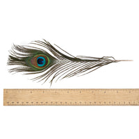 Feather - Peacock $8 - Happy Soul Online