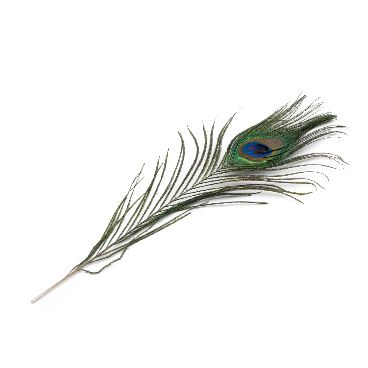 Feather - Peacock $8 - Happy Soul Online