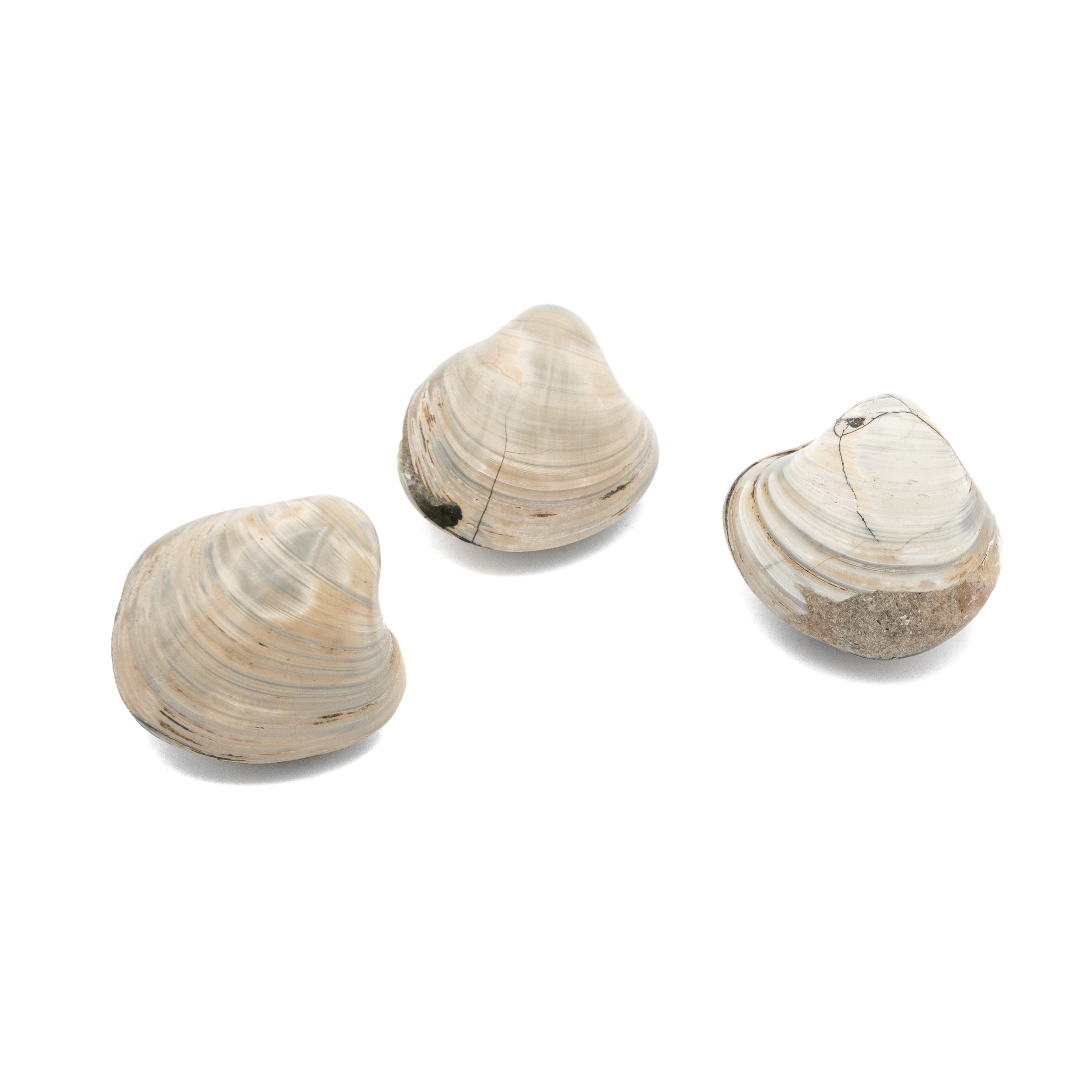 Fossilized Clam Shells $15