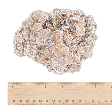 Desert Rose $90