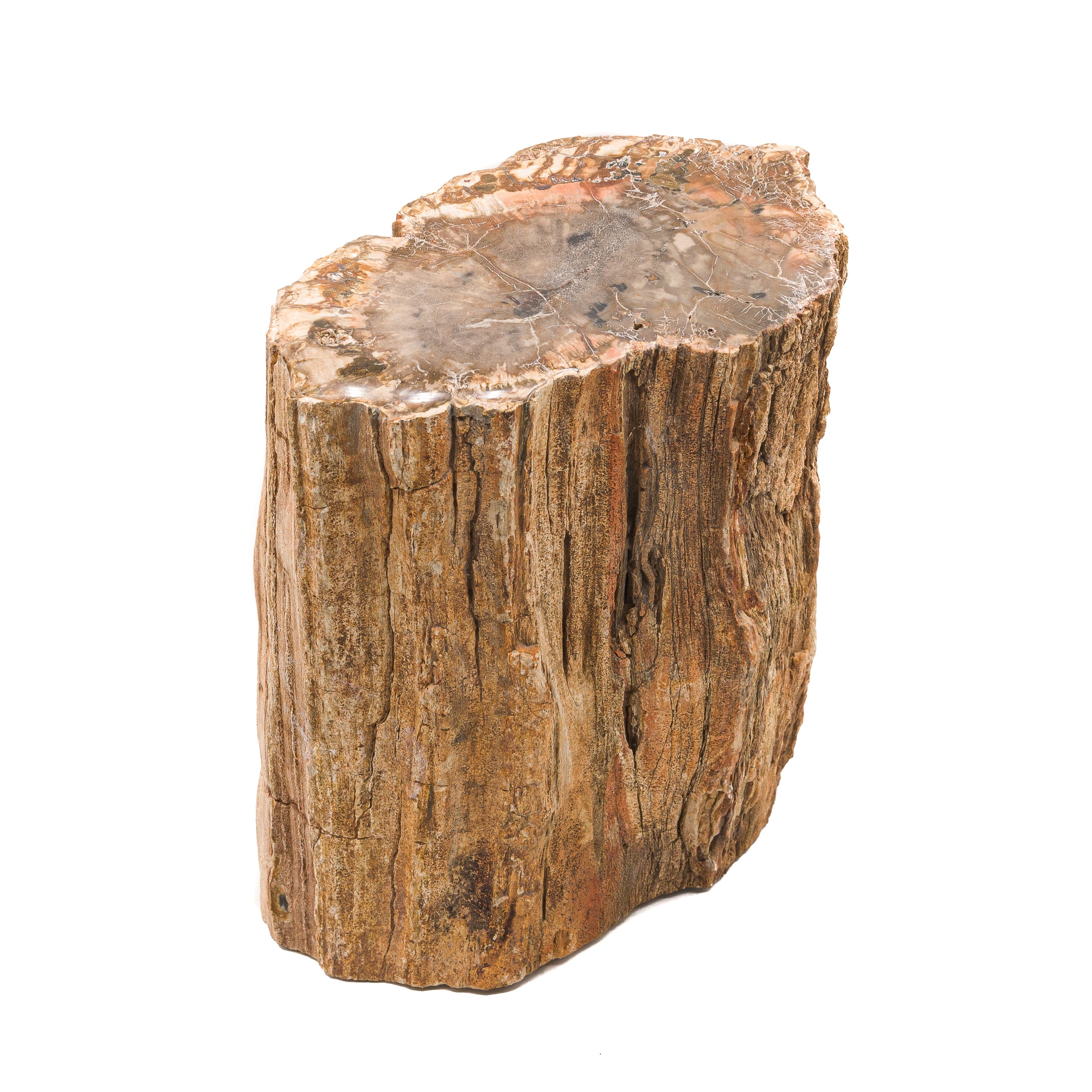 Petrified Wood Stump $300