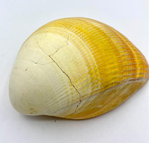 Shell  - Jauna C (CLEARANCE)